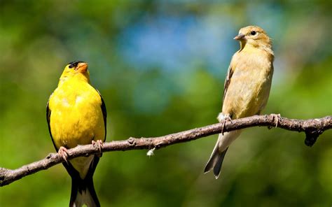 What Is The Difference Between Male And Female Goldfinch at Mildred ...