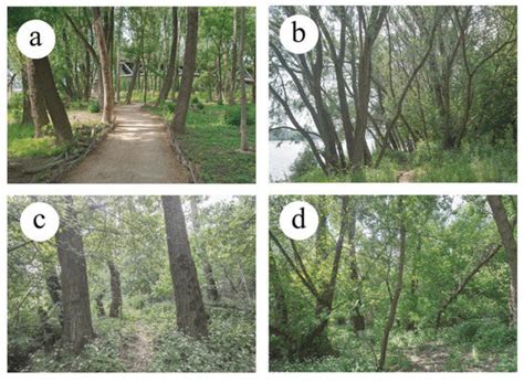 You Can’t See the Woods for the Trees: Invasive Acer negundo L. in ...