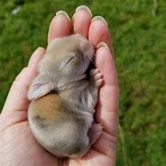 Image result for Baby Bunny Pics