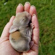 Image result for Oneo Baby Bunny