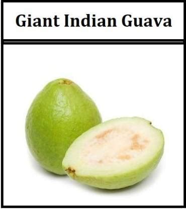 WILLVINE Indian Guava (Amrood) Hybrid Imported Fruit Seeds Seed Price ...