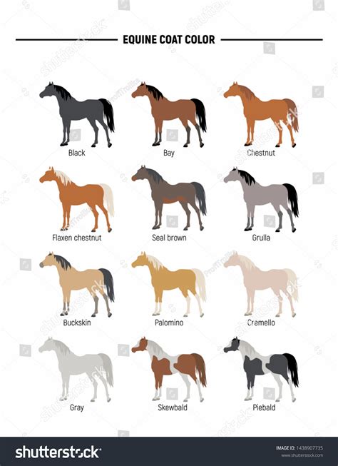 Equine Coat Color Vector Set Horses Stock Vector (Royalty Free ...