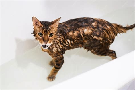 Premium Photo | Funny wet cat washing at bath cute bengal cat taking shower