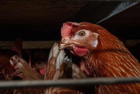 Factory Farming 的图像结果