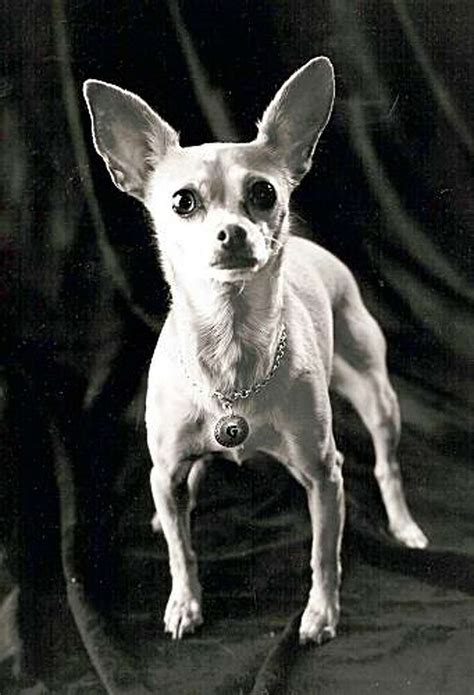 Iconic Taco Bell Chihuahua dies