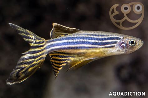 Zebra Danio - Longfin - Brachydanio rerio var. "Longfin" Fish Profile ...