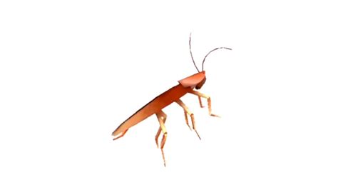 Image result for Dancing Cockroach Concert