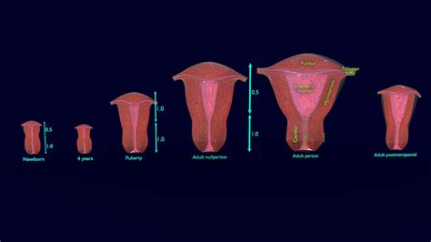How To Measure Uterus Size at Maureen Baker blog