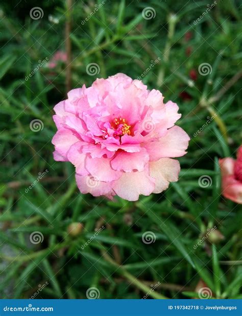 Portulaca Grandiflora/Moss Rose/Vietnam Rose/Mexican Rose Flower Stock ...