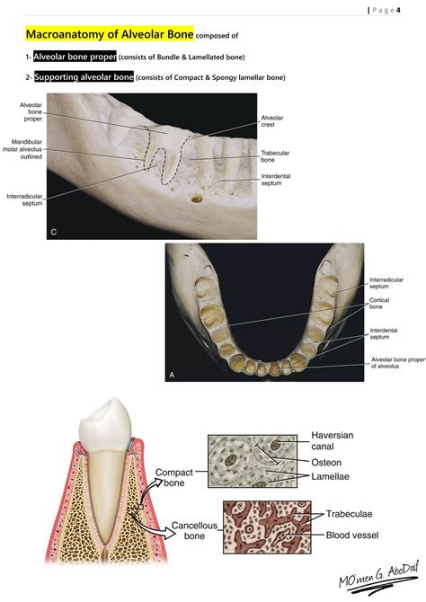 Handout of Alveolar bone Histology | PDF