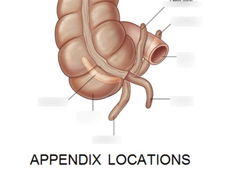 Image result for Appendix Labeled
