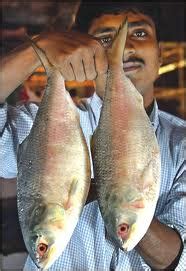 Hilsa is India’s Salmon – SANDRP