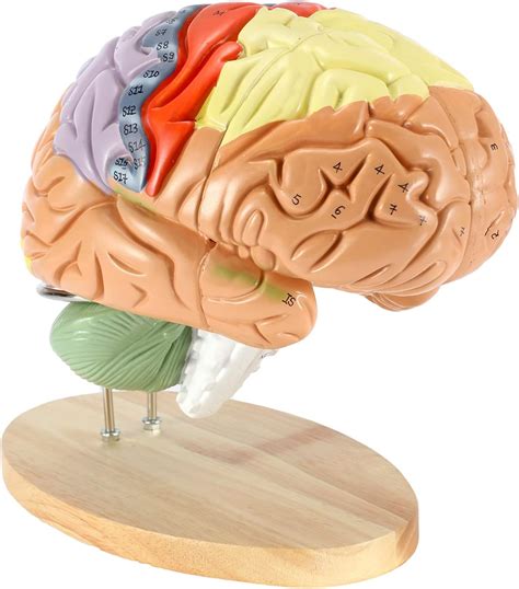 Dyna-Living Human Brain Model Anatomy 2X Life Size India | Ubuy
