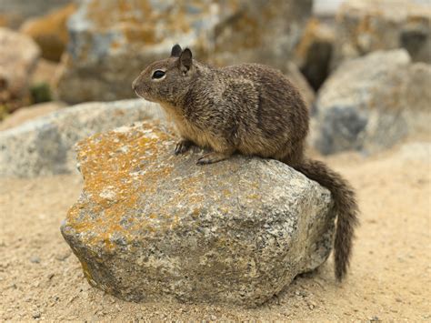Chipmunk vs Squirrel: Key Differences in Size, Habitat & Behavior ...