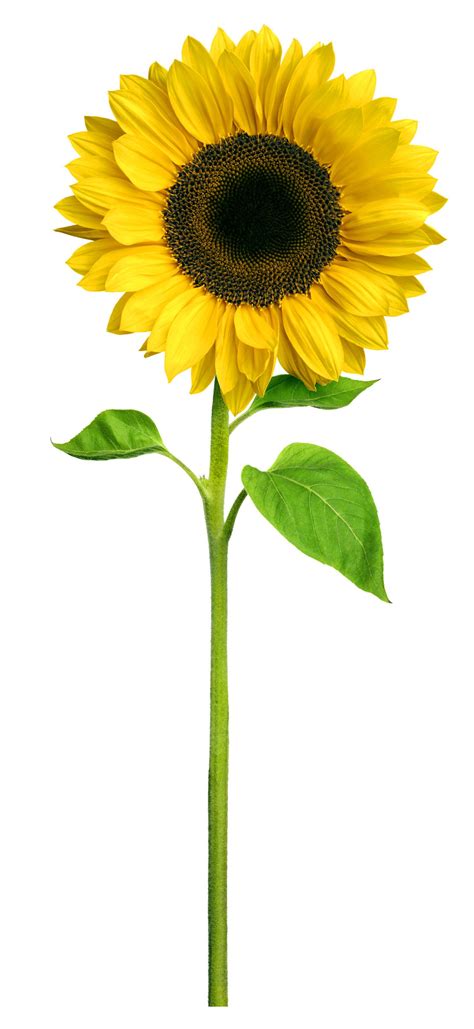 Sunday Photoblogging: Sunflower Symmetry — Crooked Timber