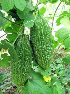 CYBEXIS XL-12 - Chinese Bitter Gourd Momordica Charantia - (100 Seeds ...