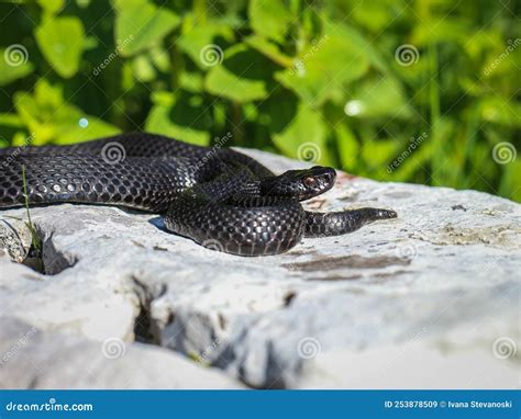 Melanic Female of the Common European Viper - Vipera Berus Stock Image ...