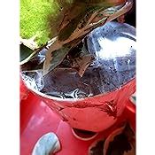 Ugaoo Peperomia Variagated Live Plant with Self Watering Pot : Amazon ...