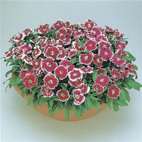 Picotee – ChhajedGarden.com