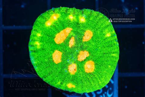 Chalice Space Invader (WCC)(Filter)-LPS8_251114_025