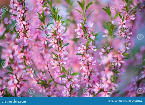 Beautiful Spring Flowering Shrubs with Pink Flowers and Young Green ...