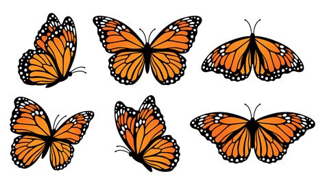 Monarch butterflies set. Vector illustration isolated on white ...