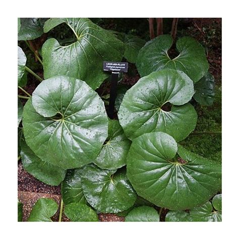 Farfugium Japonicum Leopard Plant | SiteOne