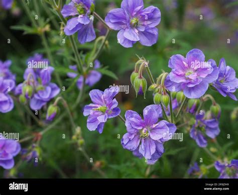 Landscape photo of the hardy geranium pratense 'azure skies' plant ...