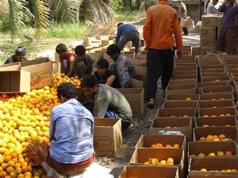 Persian Food Gifts in Kerman | Top 20 Souvenirs From Iran