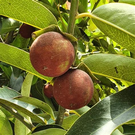 Tuniki fruit ( gab fruit ) – Terra Organics