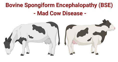 Mad Cow Disease | UPSC Current Affairs | IAS GYAN