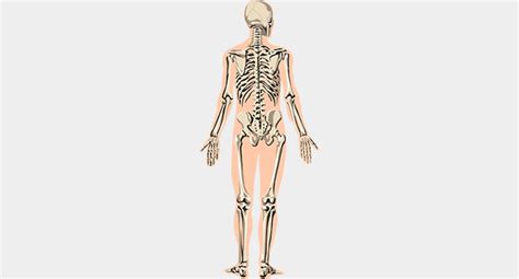 Skeletal System | SAKSHAM LMIS - NIHFW