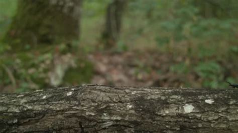 Image result for Tree Cockroach