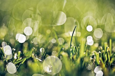Wallpaper : morning, light, grass, bokeh, dew 1024x683 - - 929061 - HD ...