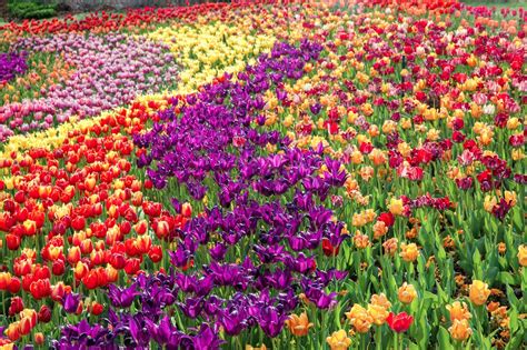 Tulips Festival Thanksgiving Point at Donald Mccann blog