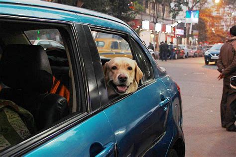 There's A New Pet-Friendly Cab Service In Town And It Operat