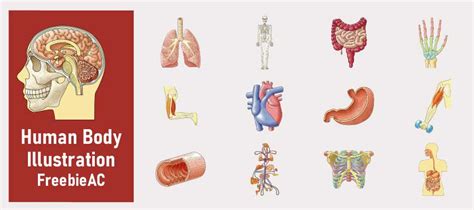 Science Human Body 的图像结果
