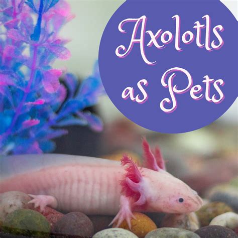 Cute Mexican Walking Fish