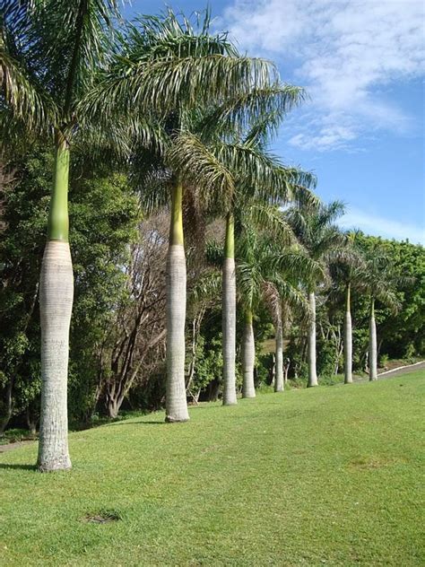 Best Royal Palm Trees Near To Me Shop Now In Kadiyam India — Kadiyam ...
