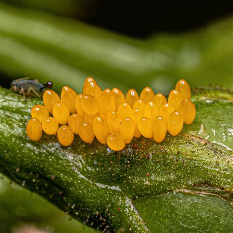 Ladybug Science, Life Cycle & Science Project Activities