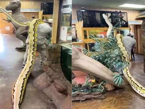 Watch: Zookeeper Carries Python