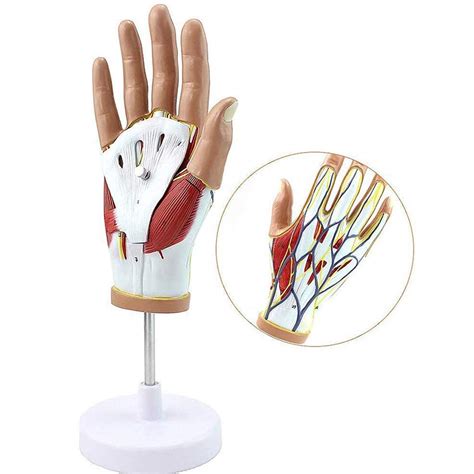 Buy Human Body Palm Model Anatomy Model Of Hand With Muscles, Ligaments ...
