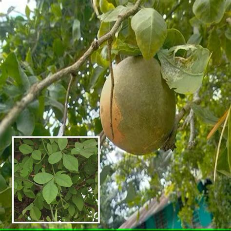 TAPOBON Seedling Bel Bael Bilva Fruit Live Plant (1.5-2 Feet Height ...
