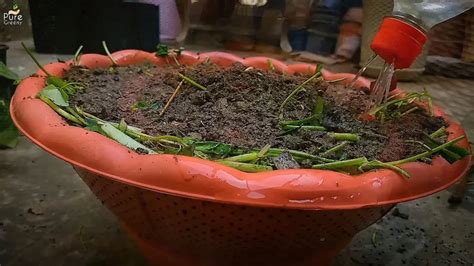 Image result for kitchen waste compost process