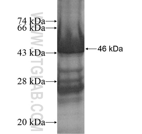 MTCH2 Fusion Protein Ag10399 | Proteintech