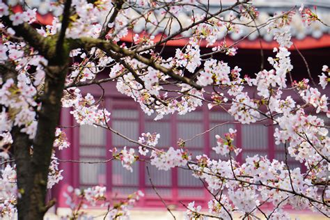 又是一年樱花季-鸡鸣寺|摄影|风光摄影|ICELK - 原创作品 - 站酷 (ZCOOL)