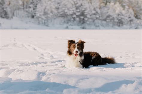 President Background 的图像结果
