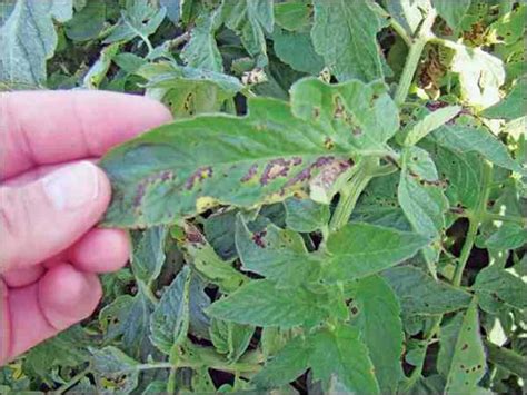 Pest & Disease Control for your Crop – BharatAgri Krushi Dukan
