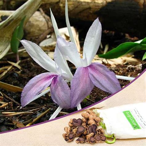 Buy Kaempferia Rotunda (White, Purple) - Bulbs (set of 10) online from ...