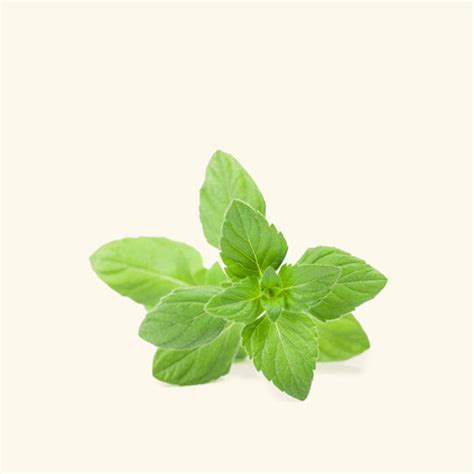 Buy Pennyroyal Essential Oil Online at Best Price in India – VedaOils